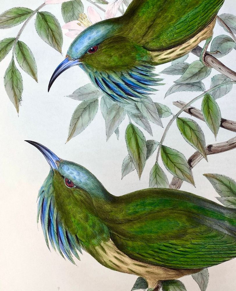 A botanical illustration lithograph from 1850 by John Gould. Two Blue-bearded bee-eater birds are perched on delicate branches and leaves. Feathers are olive green and tones of sky blue, as are their beaks. 