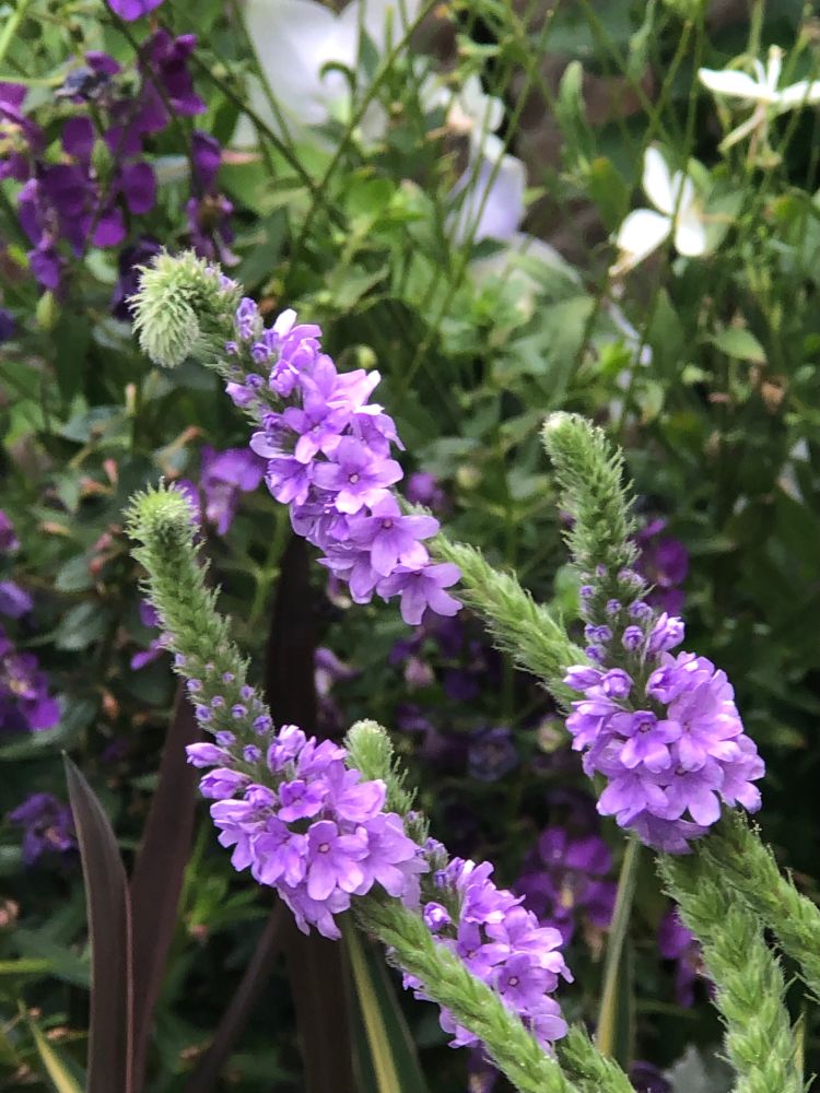 Elegant flower spires of Verbena hastata, Swamp Verbena. Lavender blossoms bloom from the bottom up over a long period in mid-summer. A North American native plant found in wetlands, it has managed to thrive in the dry, sunny, windy conditions of my Brooklyn deck garden…and has even seeded into other pots. 