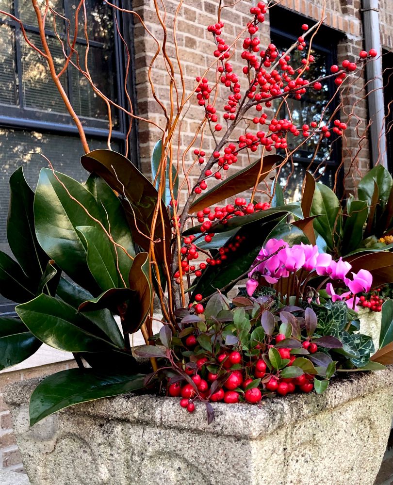 A gray stone garden planter with a winter season mix of glossy dark-green magnolia leaves, burnished gold curly willow branches, stems of red-berried Ilex, plump cherry-red Wintergreen berries and mauve-pink Cyclamen flowers. I’ll have to bring the cyclamen inside before NYC gets blasted w arctic air this week. 