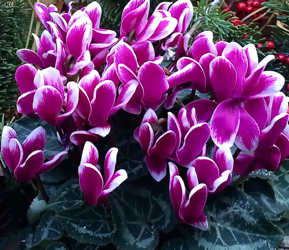 Cyclamen flowers… luxuriant purple-fuchsia petals with cool-white edges…the foliage is a pattern of silvery sage-green veining and edges over a inky forest-blue-green leaves. 