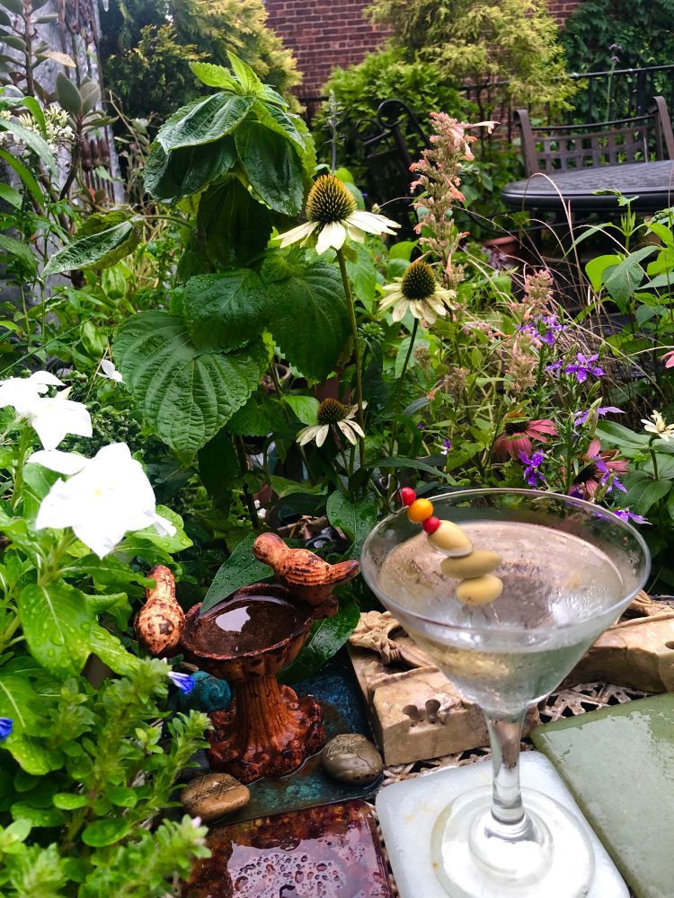 After Ddays and days of extreme hot and humid weather, a drenching rain storm swept in  and the temperatures are cool and breezy… the garden and I are very happy. 
In the foreground, a well-filled Martini glass with green olives… surrounded by rain-spattered foliage and flowers in shades of white, lavender and peach. 