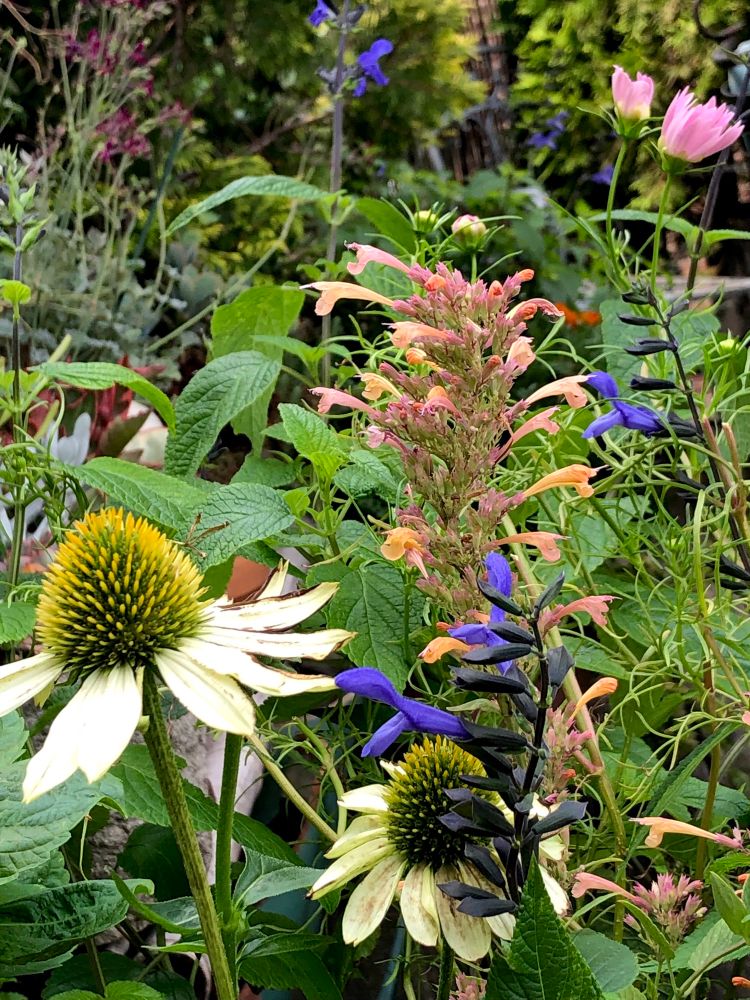A trio of some favorite flowers—Echinacea with ivory petals and golden center, deep blue Salvia and peachy-pink Agastache blooms… surrounded by green foliage and a few delicate pink Cosmos flowers. 
