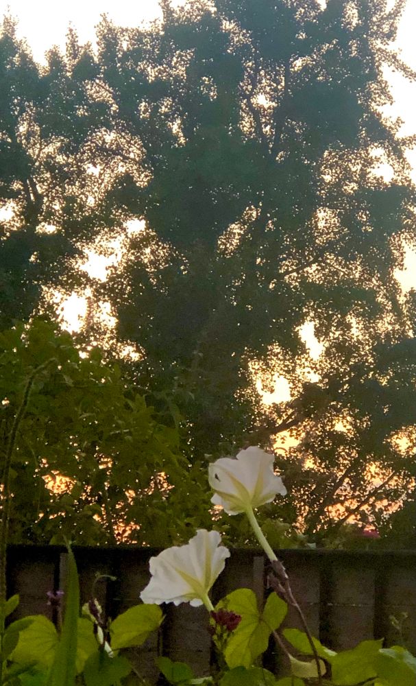 Grateful for this moment of quiet beauty in my small late summer garden. 
Two white Moonflowers turn toward the sunset…warm soft rosy-orange light behind the dark-olive silhouettes of Ginkgo trees.  🤍
