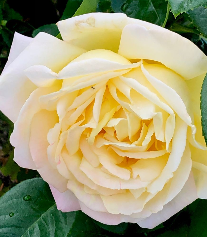 A rose variety, ‘Peace’. Lushly layered petals in tones of butter-cream, with a pale pink blush. 
It was developed by French horticulturist Francis Meilland, in the years 1935 to 1939. When Meilland foresaw the German invasion of France, he sent cuttings to friends in Italy, Turkey, Germany, and the United States to protect the new rose. It is said that it was sent to the US on the last plane available before the German invasion, where it was safely propagated by the Conard Pyle Co. during the war. 