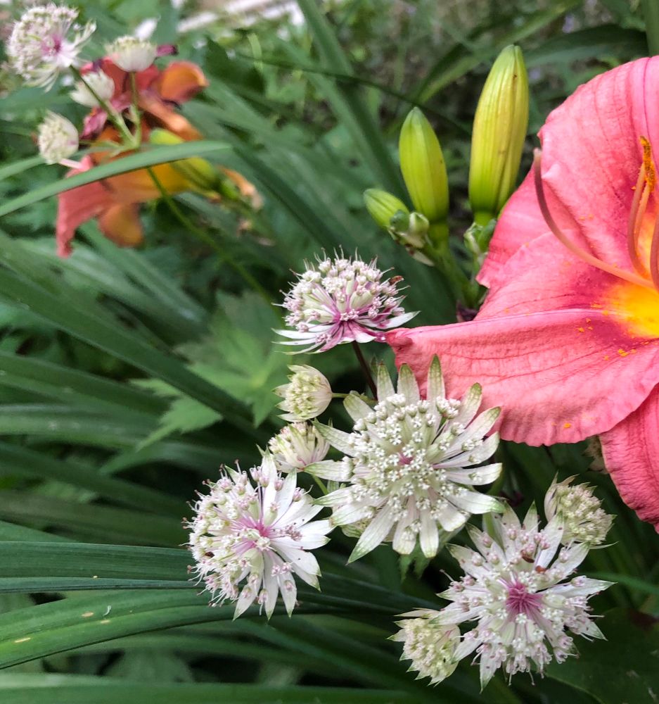 Astrantia flowers, the delicate ivory colored petals and stamens have a soft amethyst glow. On the right is a salmon colored daylily with a saffron orange center. Green foliage surrounds the flowers. 
