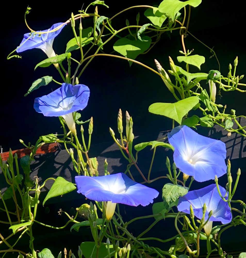 Sky-blue morning glory flowers, with delicate white centers. Surrounded by lime-green foliage and flowerbuds, the vines will continue blooming through November. 