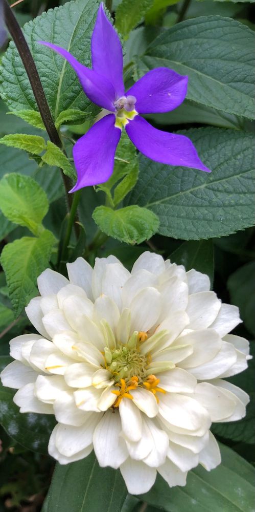 A zinnia flower with creamy-white petals and a lemon and saffron yellow center. Above, Isotoma Star Flower, 5 deep lavender-blue petals that form a star with a white center
