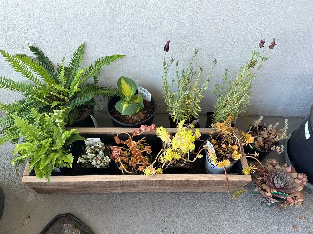 Plants I bought: two ferns, two lavender, a hosta, and 6 assorted sedums and succulents. They are sitting on my cement balcony, inside a wooden planter, but still in their plastic tubs. 