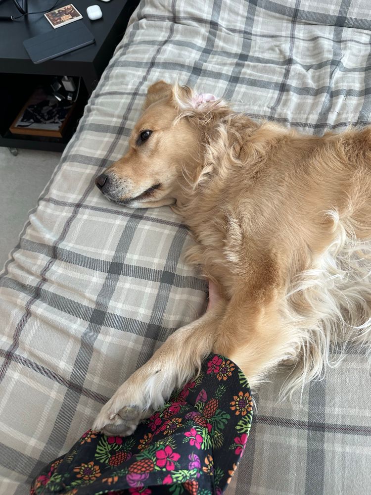 Maple the golden retriever is laying on a grey plaid bedspread with a multicoloured ball cap between her front paws. Her face is expressionless as if she’s seeing through space and time. Her ear is flipped up and over her head. It feels like she’s about to jump up into a zoomie. 