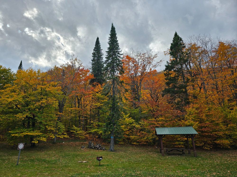 A picture of an autumnal forest as clouds roll overhead