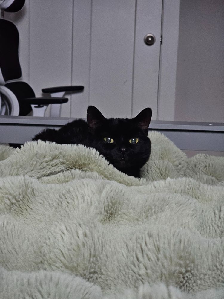 A black cat gazes over a fluffy green blanket