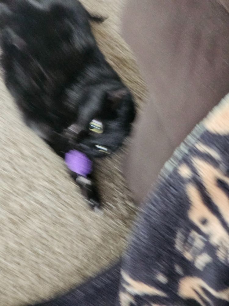 A blurry photo of a black cat with wide eyes suddenly attacking a purple cat toy