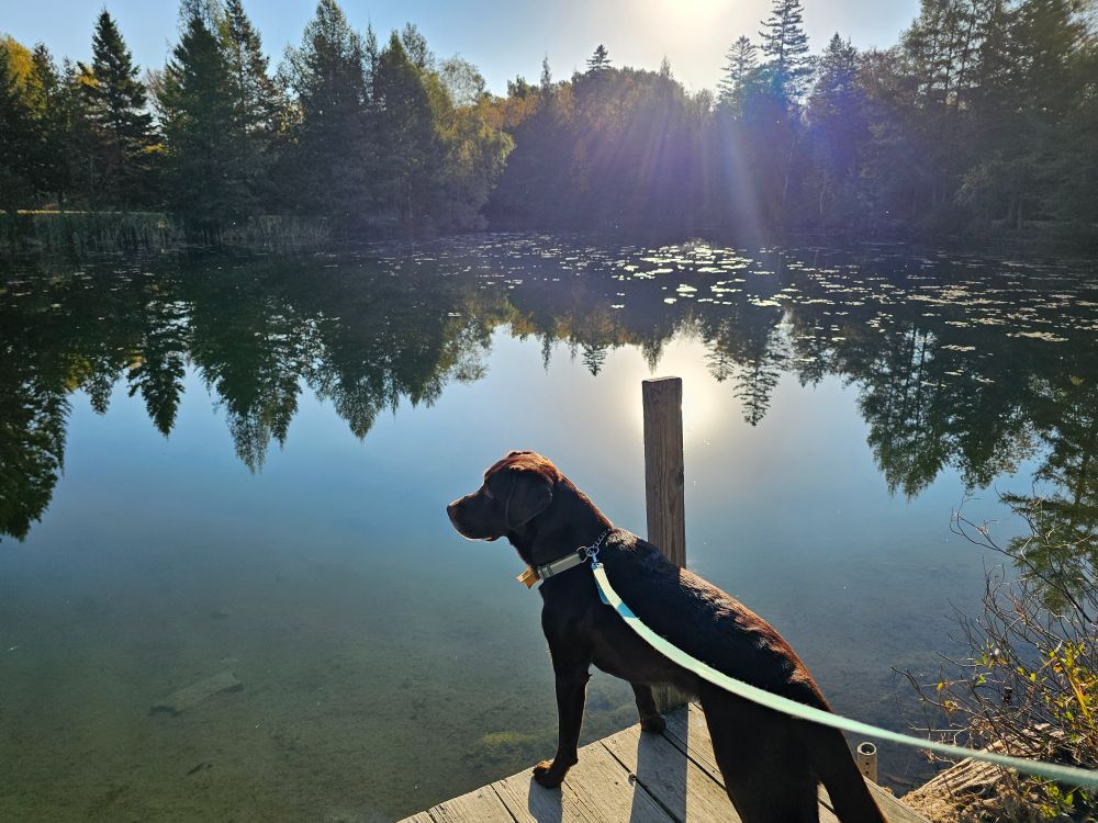 A chocolate lab stands on a wooden dock overlooking a pond