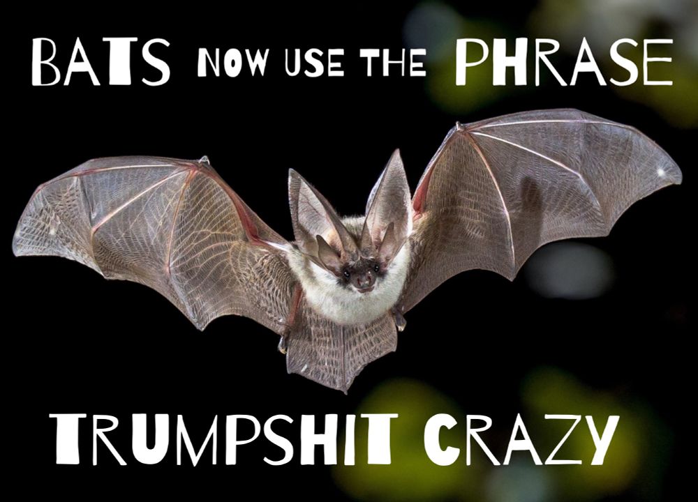 Meme says, “Bats now the use the phrase Trumpshit Crazy.