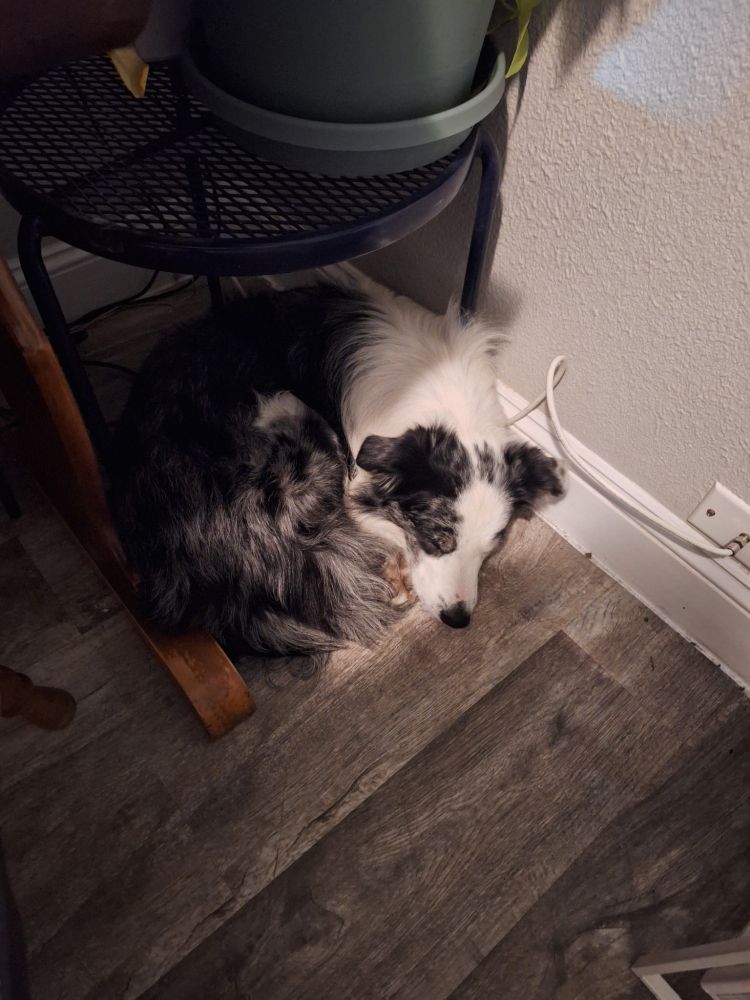 Wes curled up under a small table