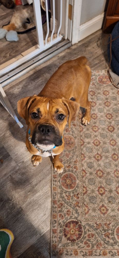 The boxer puppy posed tonight and the camera caught it!