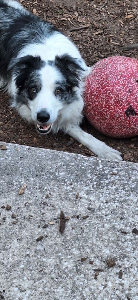 A smiling border collie with his toy