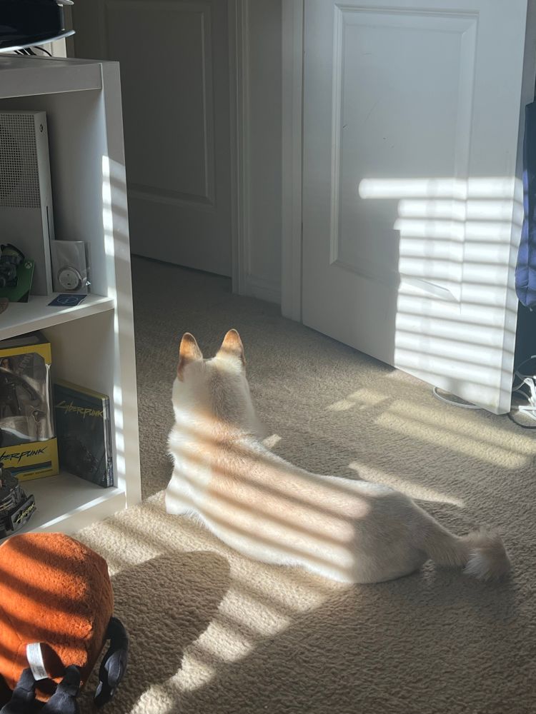 Tetra laying in the sun at the entrance to my office looking down the hall 