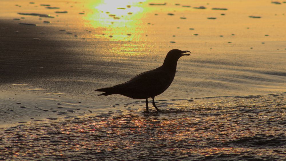 Silhouette of a gull standing in water on a sandy beach near sunset 