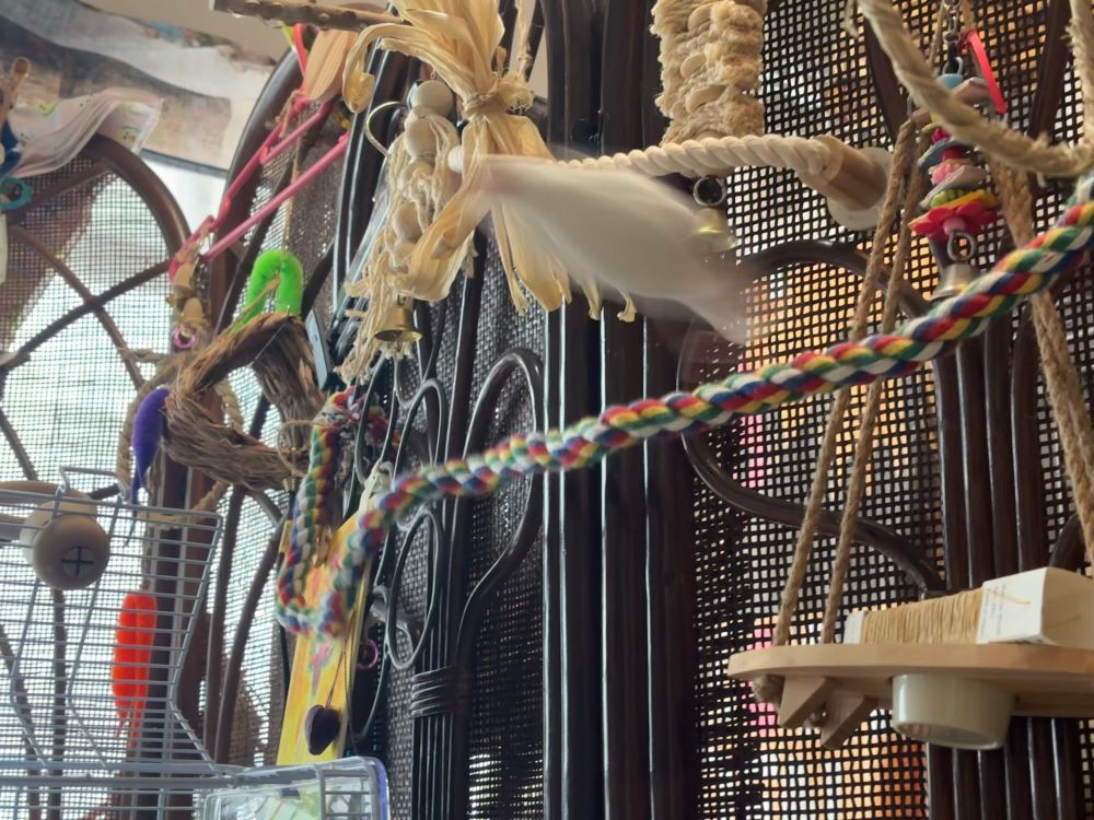 飛ぶはくちゃん