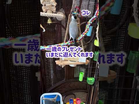 歌が上達した #文鳥 と今日のおやつ会場 #セキセイインコ