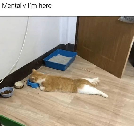 An orange and white cat lying flat on the floor, with its head resting inside a food bowl, surrounded by scattered kibble and a water dish, with a litter box visible in the background.