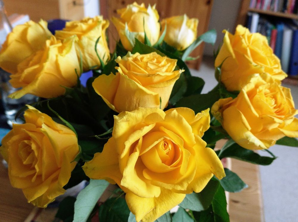 Ein Strauß mit satten gelben Rosen, von der Freundin mitgebracht 🥰