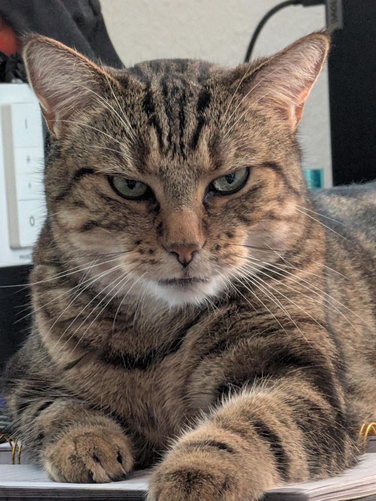 Kater welcher, sehr grimmig, frontal in die Kamera guckt.