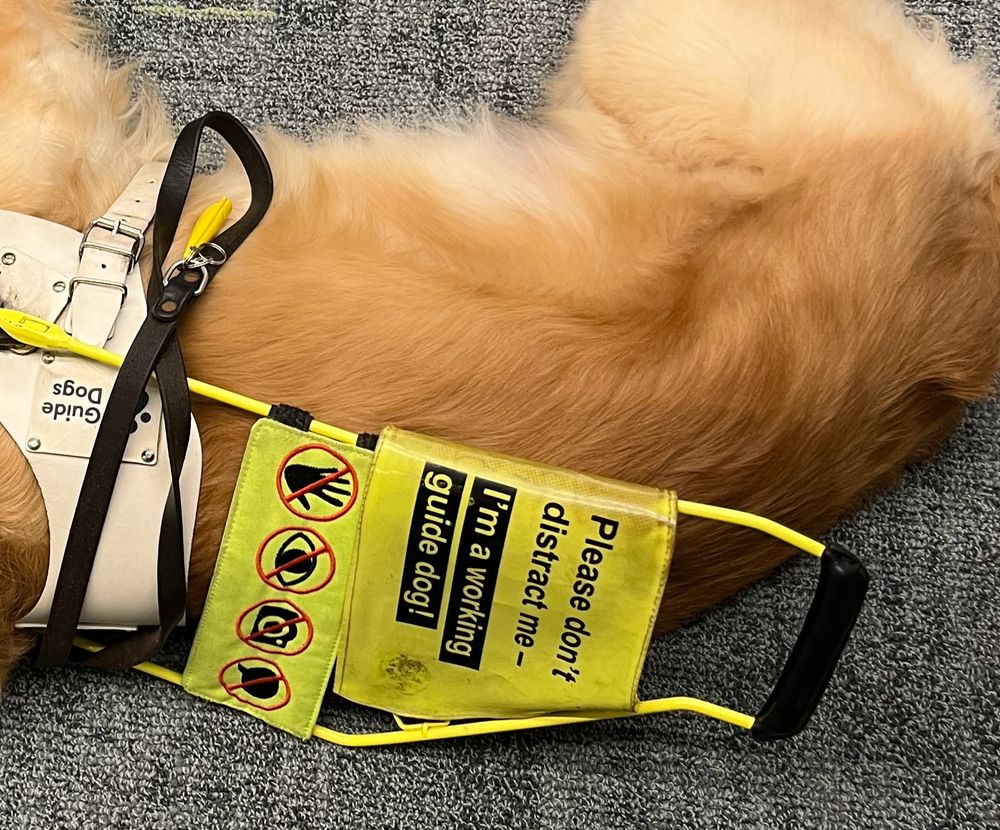 ava's guiding harness handle rests on her back, it reads "Please don't distract me - I'm a working guide dog". Below this sign another sign has 4 symbols with a hand crossed out, an eye crossed out, a camera crossed out and a speech bubble crossed out.