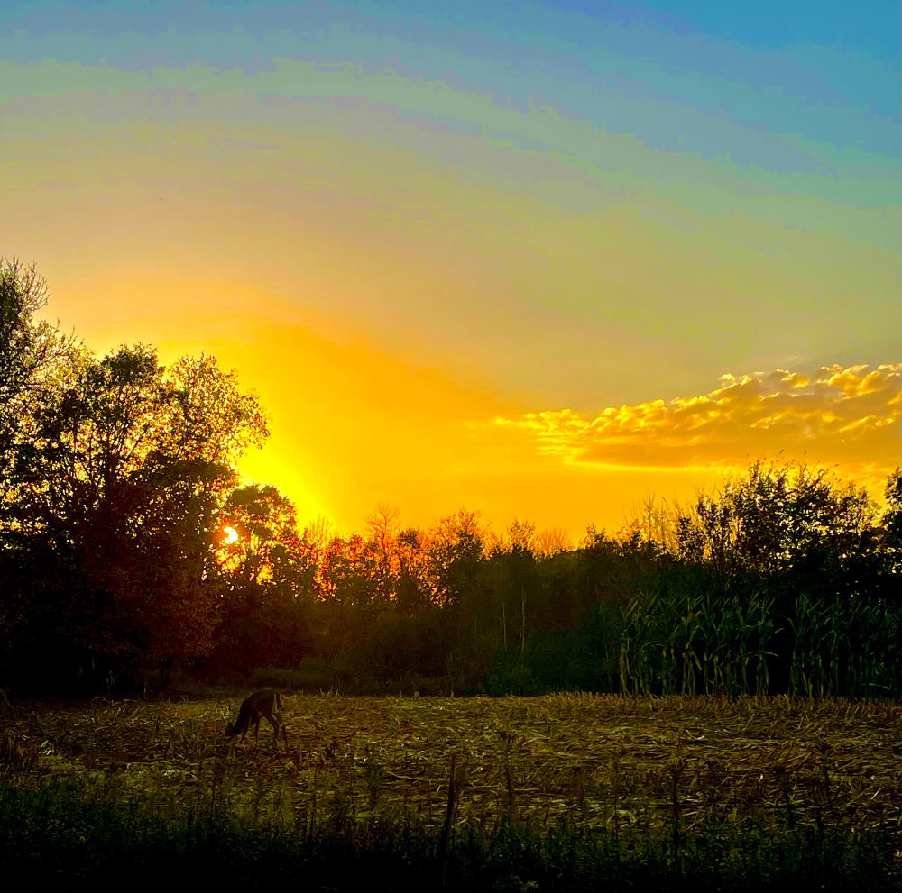Late sunset gold in the sky over a cut cornfield with buck feeding on what’s left in Minnesota.
