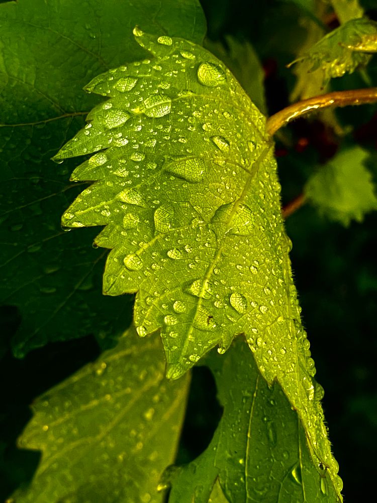 Droplets of water on the grape vines in Minnesota.