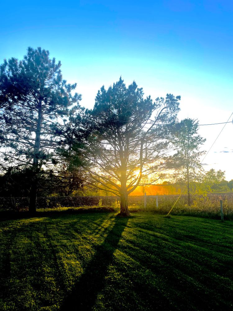 Sun and shadows through the trees in Minnesota .