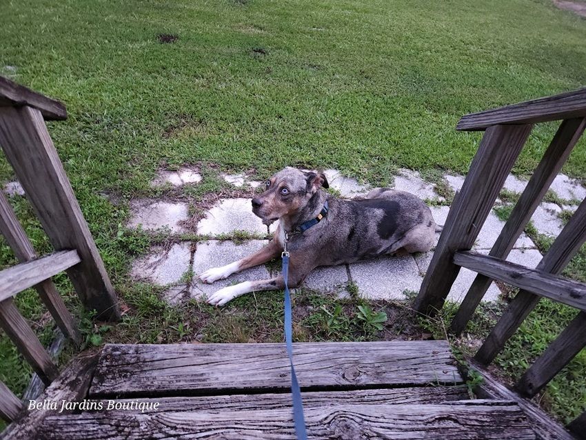 Ziva the Catahoula dog lounges on the concrete walkway. She's gray with brown, black, and white markings. She has beautiful light blue eyes. 