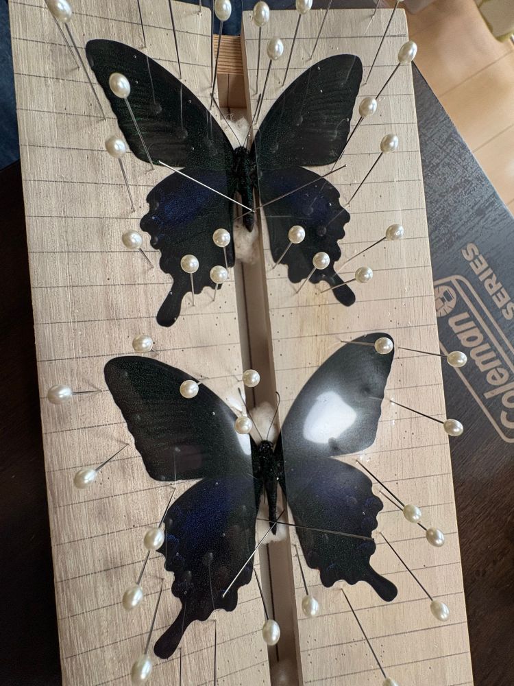 展翅板の上のカラスアゲハ2匹