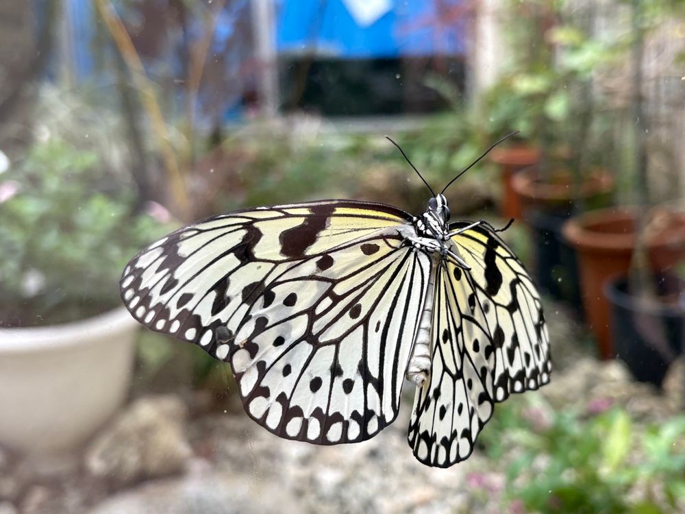 オオゴマダラがガラスにくっついてるのを腹側から撮った写真