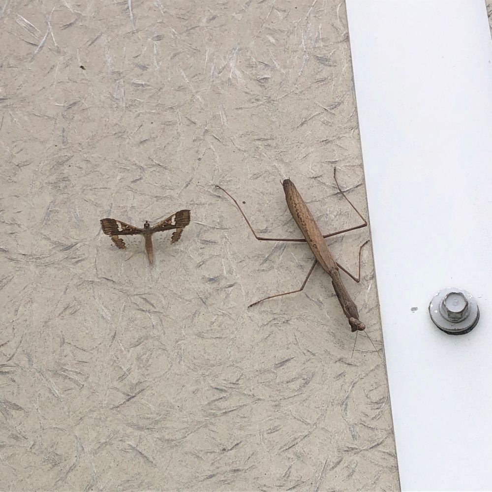 蛾の横に茶色のコカマキリがいる