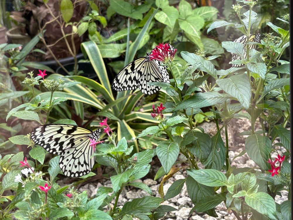 吸蜜するオオゴマダラ3匹