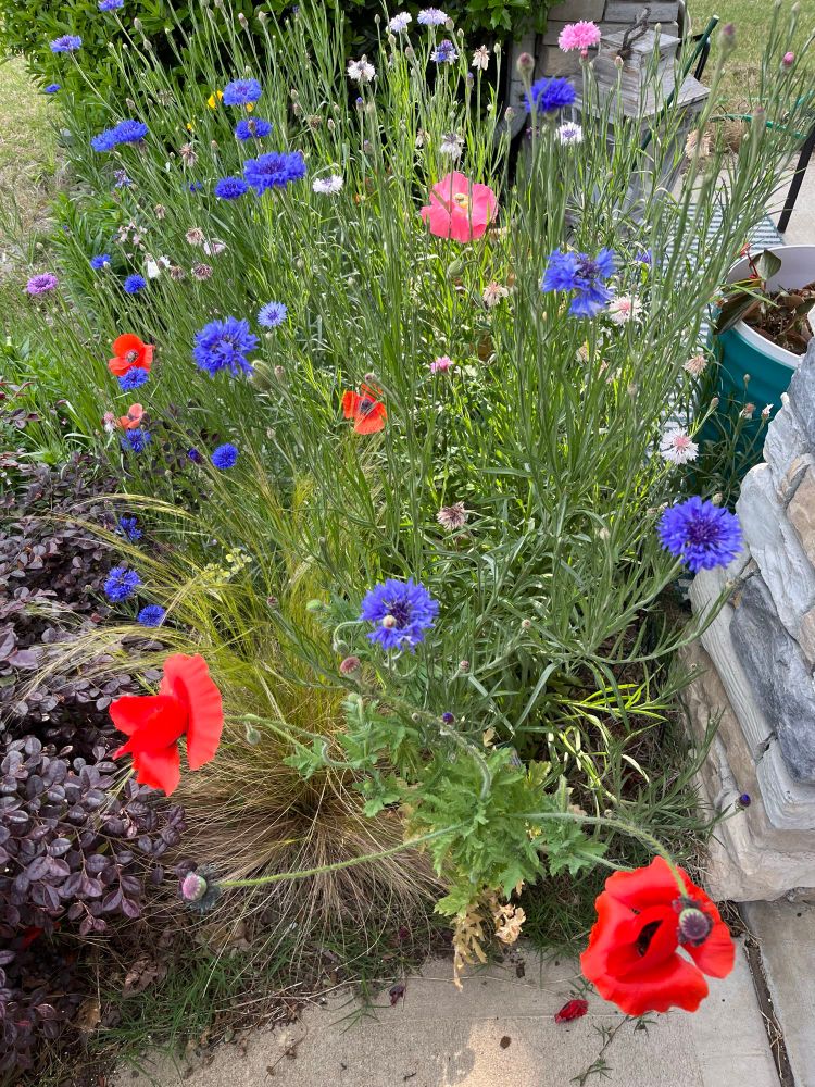 Red and purple wildflowers