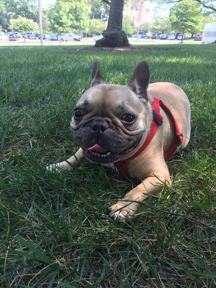 Handsome Fawn Frenchie with a black masked face in a sharp looking red harness with his sweet little pink tongue sticking out and a big smile on his face. 