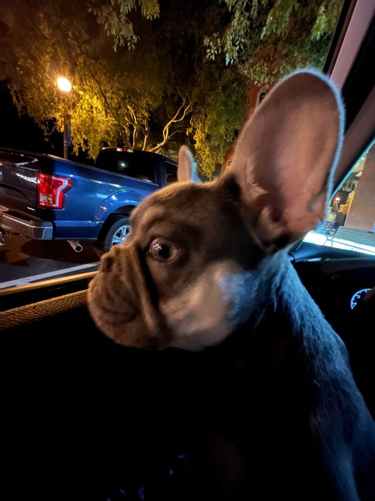 A grey French bulldog puppy looking intently out a car window with big satellite dish ears standing at attention 