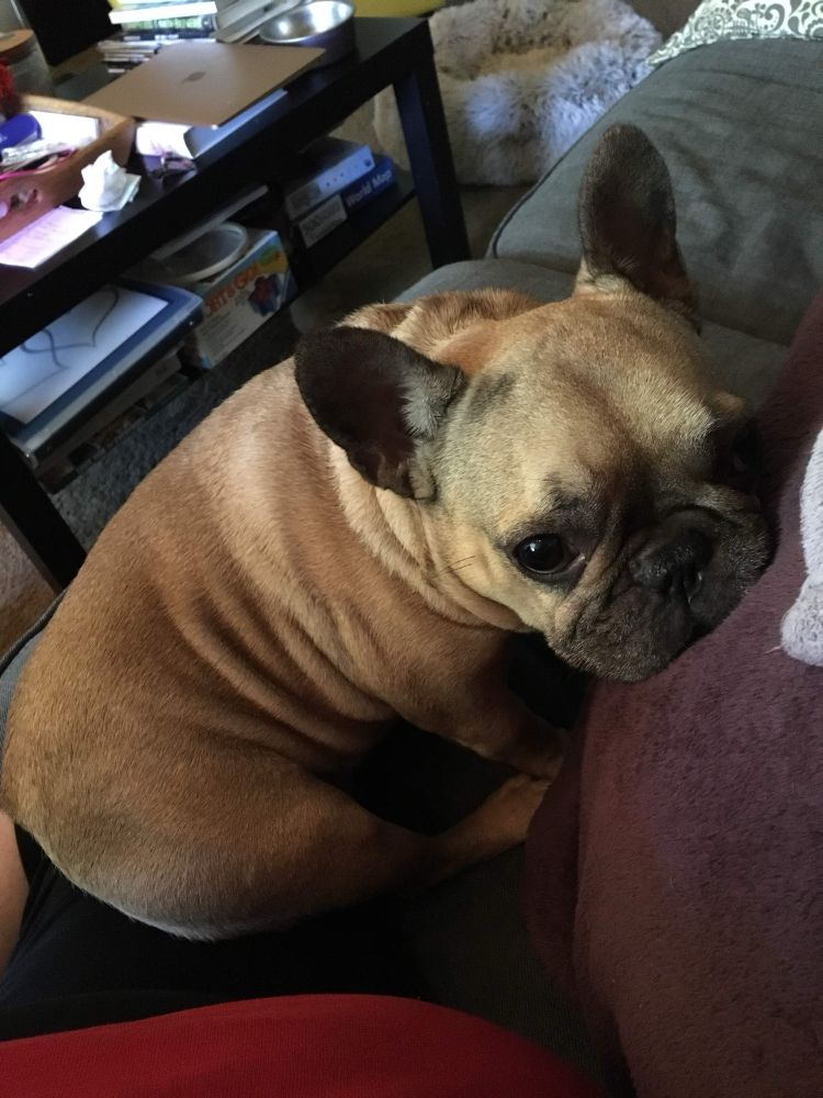 A handsome fawn colored Frenchie with black ears and mask and his chin down on a purple pillow because his big head was heavy 