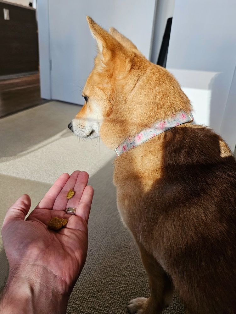 a spoiled dog side-eyeing a treat that doesn't meet her exacting standards