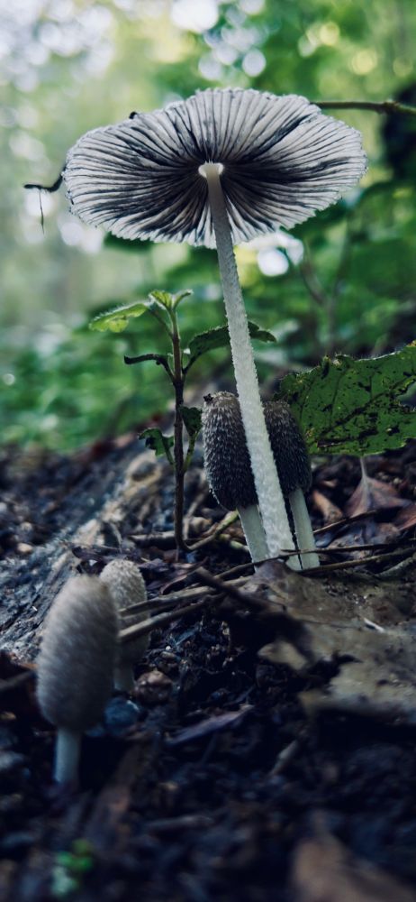 Un champignon Coprinopsis en contreplongée dans la forêt. Il semble immense et pourrait faire office de parapluie à Schtroumpf.