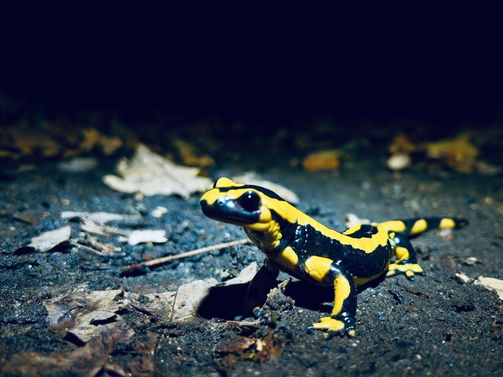 Une autre salamandre noire et jaune sur un sol de terre avec quelques feuilles mortes, de nuit, à la frontale. Clairement, je la dérangeais avec la lumière.