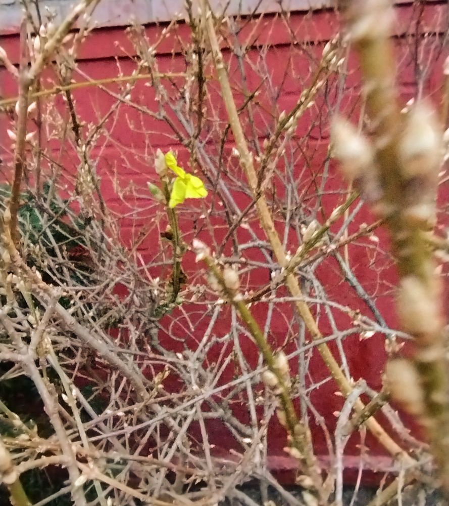 a forsythia blossom in the midst of a bush with many buds, mostly still with scales 
