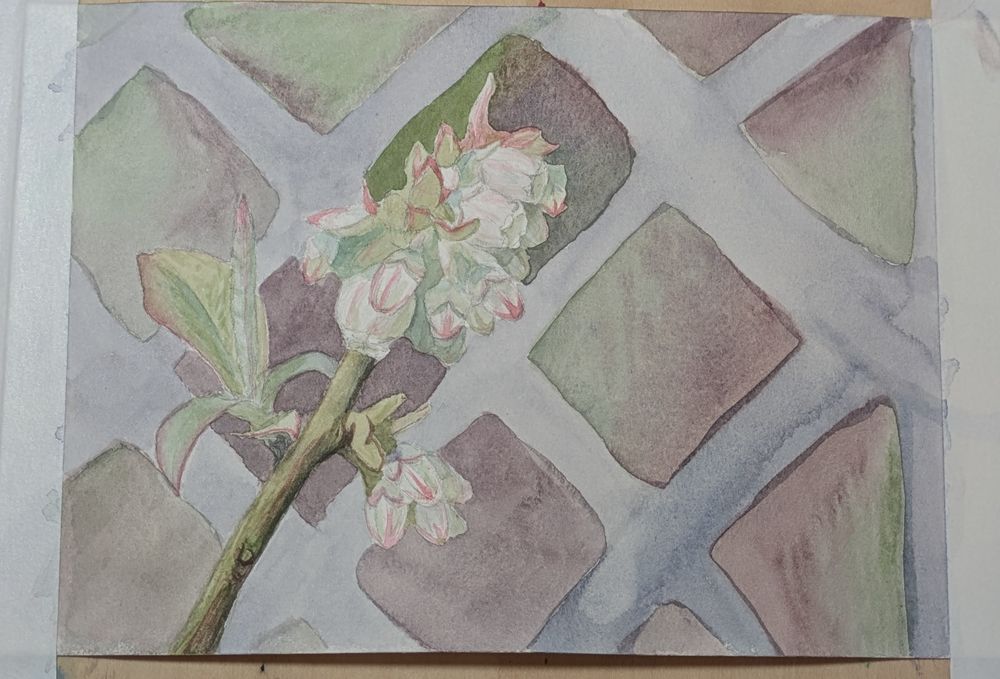 Blueberry blossoms with chain link fence