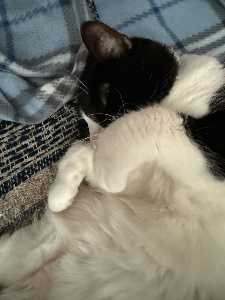 A black and white tuxedo cat sleeping on a purple and gray blanket with a blue, white, gray checkered blanket above her head. Her little white paws are curled up by her sleeping head. She is perfectly content 
