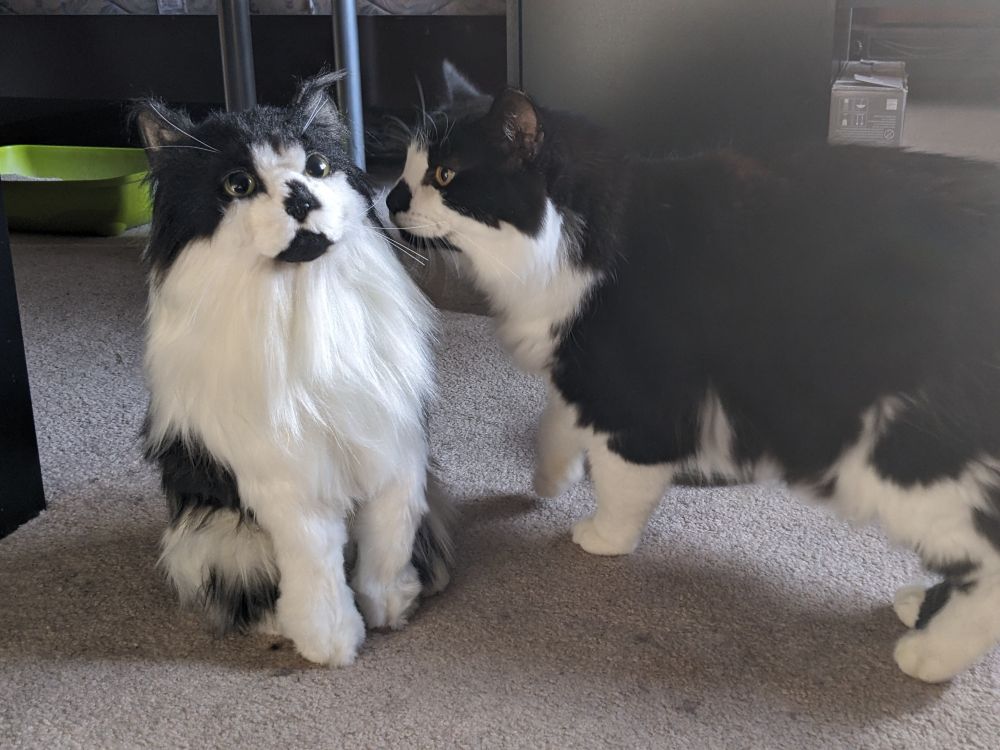 Photograph of a black and white long haired cat sniffing a very realistic stuffed animal of the same cat.