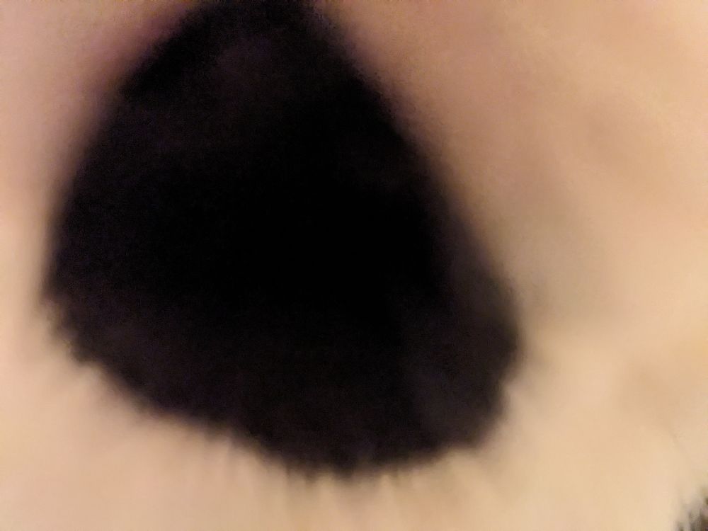 Extreme closeup of a cat's chin