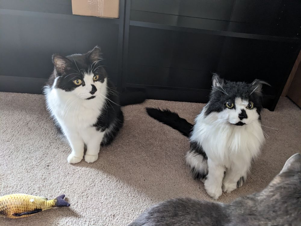 Photograph of a black and white long haired cat sitting next to a very realistic stuffed animal of the same cat. They are both sitting on the carpet looking forward with wide eyes.